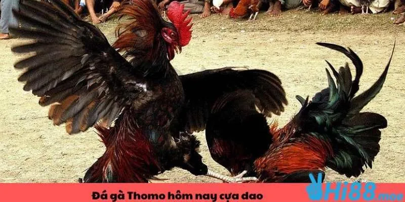 Hình thức đá gà Thomo cựa dao