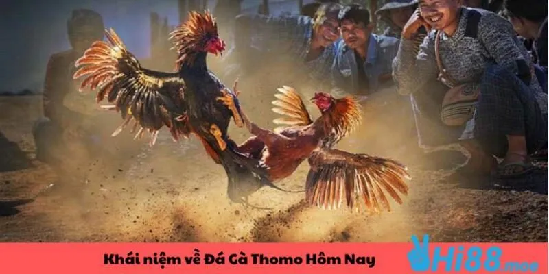 Khái niệm về đá gà Thomo dễ hiểu