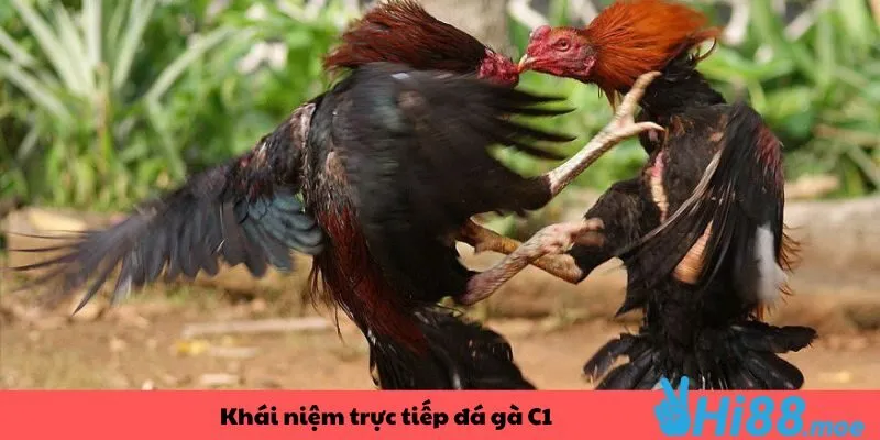 Khái niệm về trực tiếp đá gà hình thức C1